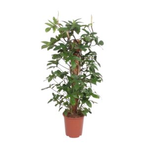 thumbnail_6000-4560.jpg Philodendron Pedatum