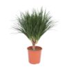 Dracaena Draco