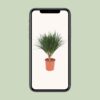 Dracaena Draco