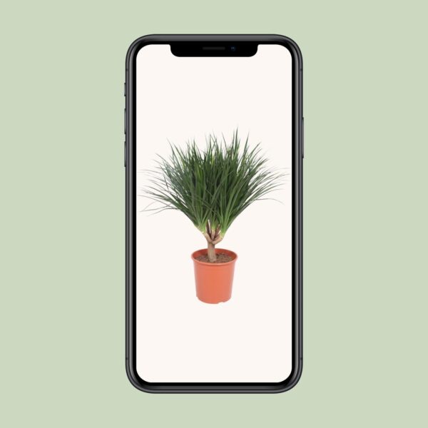 thumbnail_6000-4571.jpg Dracaena Draco
