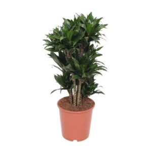 thumbnail_6000-4572.jpg Dracaena Compacta