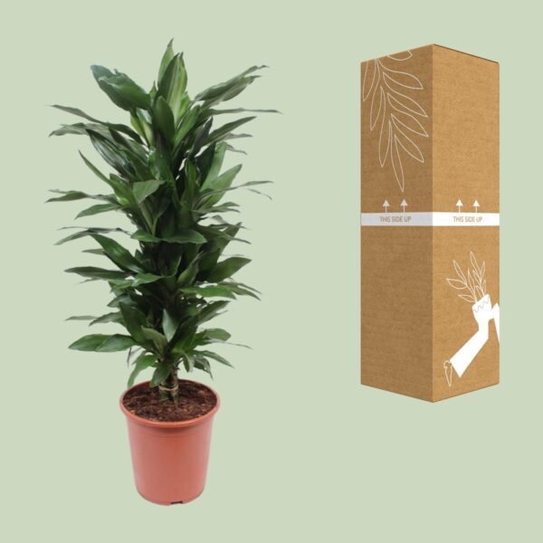 thumbnail_6000-4578.jpg Dracaena Janet Lind