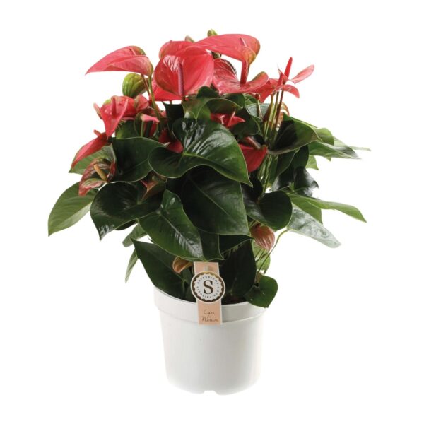 Anthurium Pink Champion