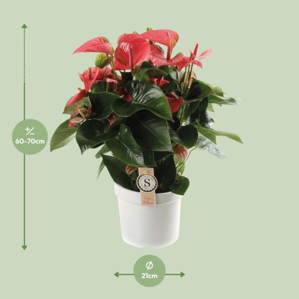 Anthurium Pink Champion