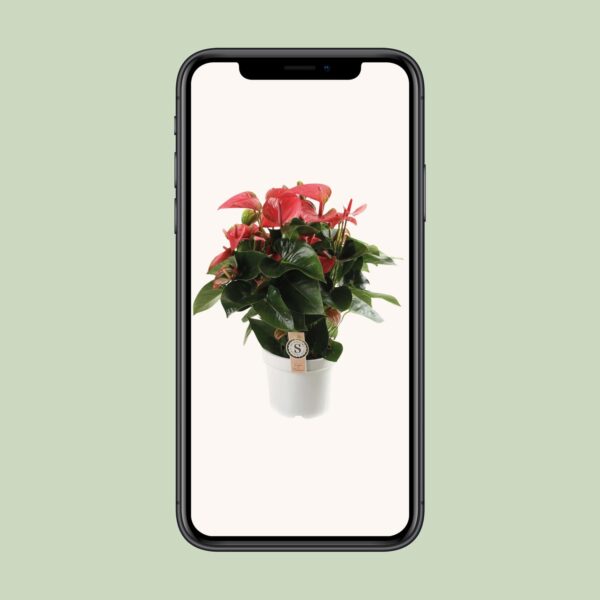 Anthurium Pink Champion