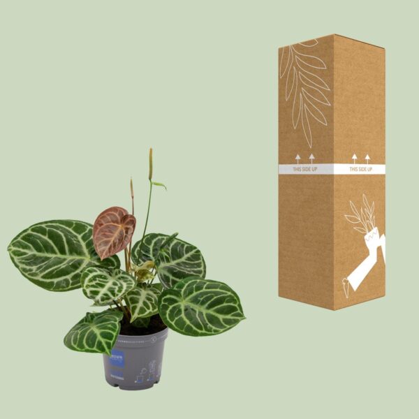 thumbnail_6000-4594.jpg Anthurium Crystal Hybride Compact