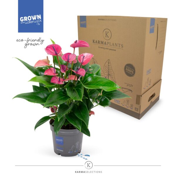 Anthurium Purple