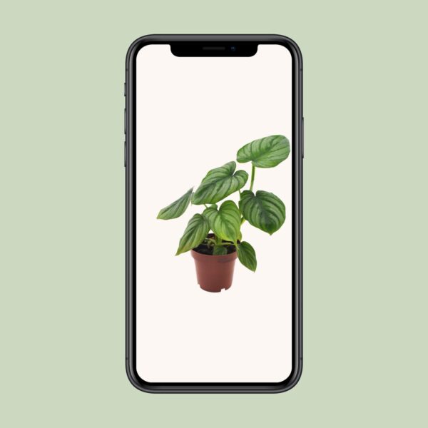 Philodendron Mamei