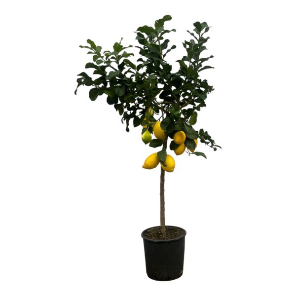 thumbnail_6000-463.jpg Citrus Lemon (Citroenboom)