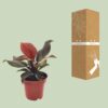 Philodendron Imperial Red