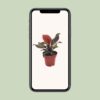 Philodendron Imperial Red