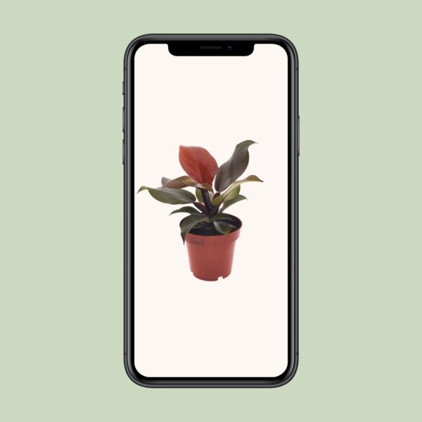 thumbnail_6000-4636.jpg Philodendron Imperial Red