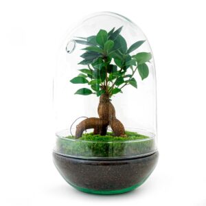 DIY terrarium - Egg XL Bonsai