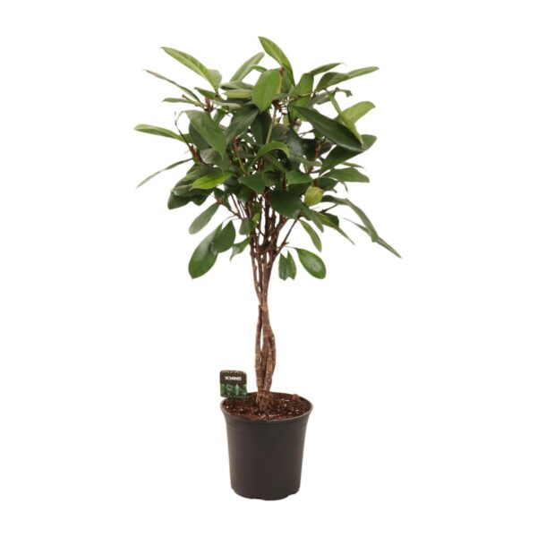 thumbnail_6000-4752.jpg Ficus Cyathistipula