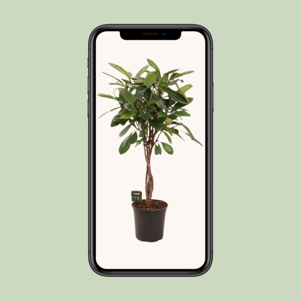 thumbnail_6000-4755.jpg Ficus Cyathistipula