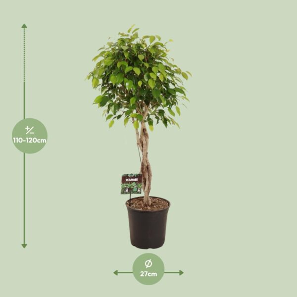 Ficus Benjamina Exotica