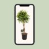 Ficus Benjamina Exotica