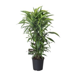 thumbnail_6000-4762.jpg Dracaena Fragrans Lemon Lime Vertakt