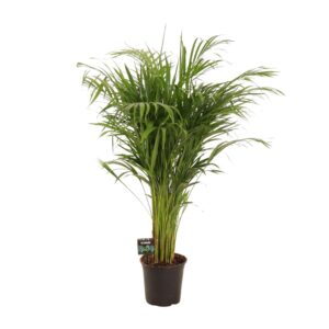 thumbnail_6000-4770.jpg Dypsis Lutescens