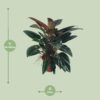 Philodendron Congo Rojo