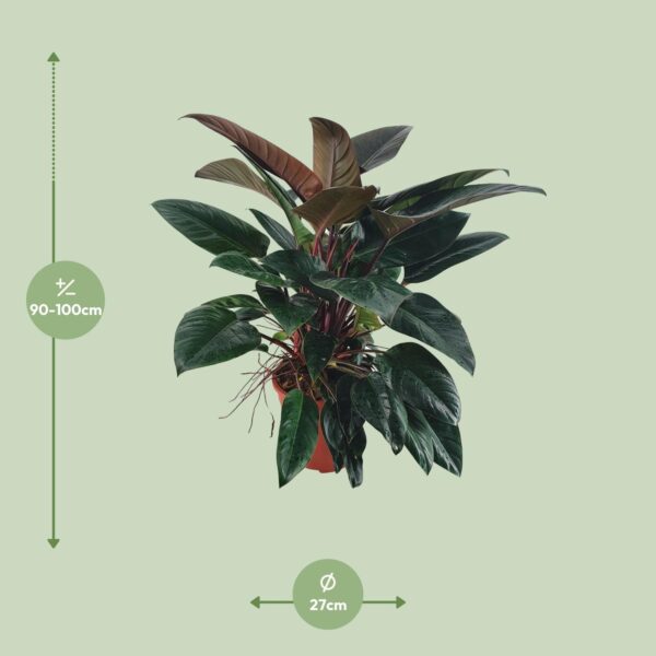 thumbnail_6000-4803.jpg Philodendron Congo Rojo