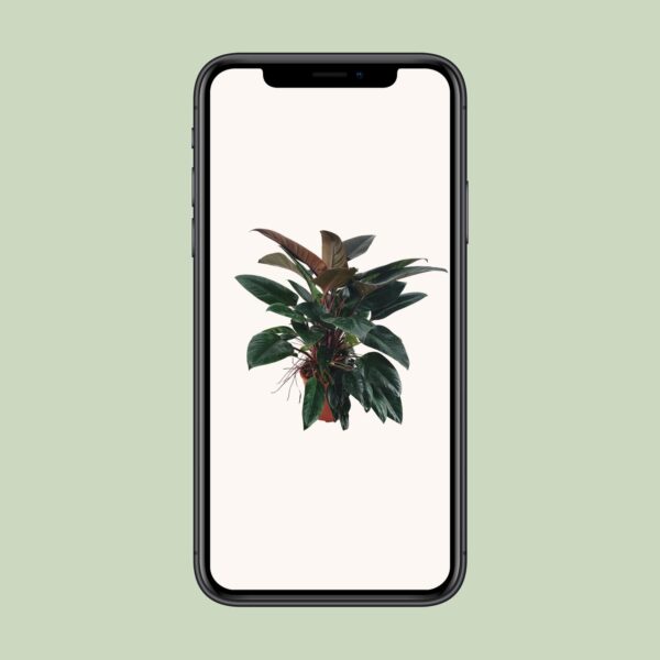 thumbnail_6000-4805.jpg Philodendron Congo Rojo