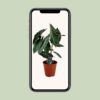 Alocasia Pink Dragon