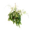 Pseudorhipsalis Ramulosa Red Coral