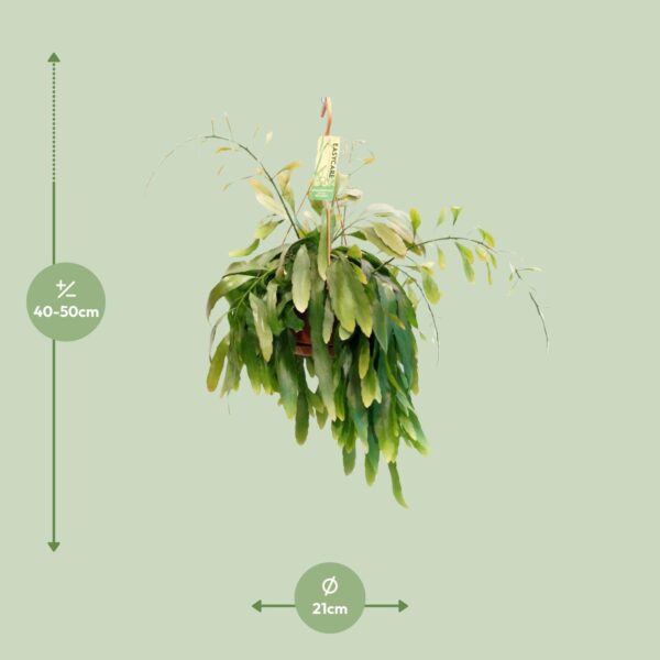 thumbnail_6000-4858.jpg Pseudorhipsalis Ramulosa Red Coral