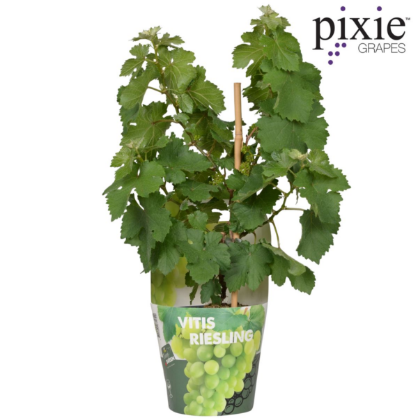 thumbnail_6000-488.png Vitis Pixie 'Riesling'