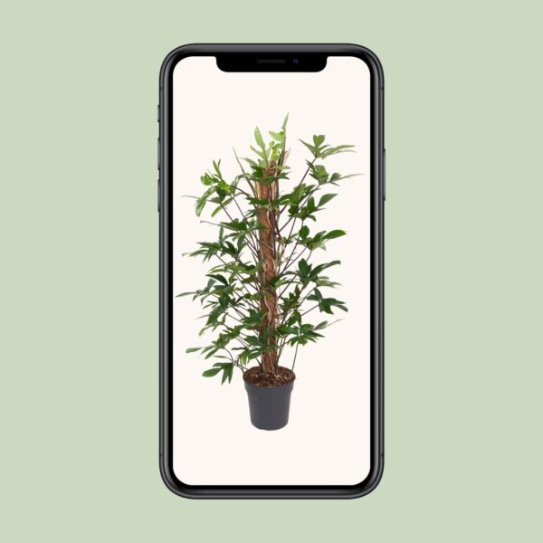 thumbnail_6000-4885.jpg Philodendron Pedatum