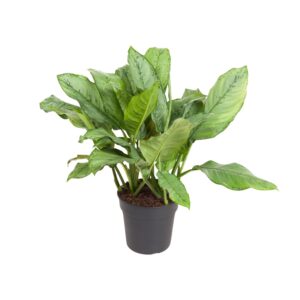 thumbnail_6000-4907.jpg Aglaonema B.J, Freedman