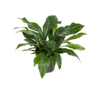 thumbnail_6000-4924.jpg Anthurium Jungle Bush