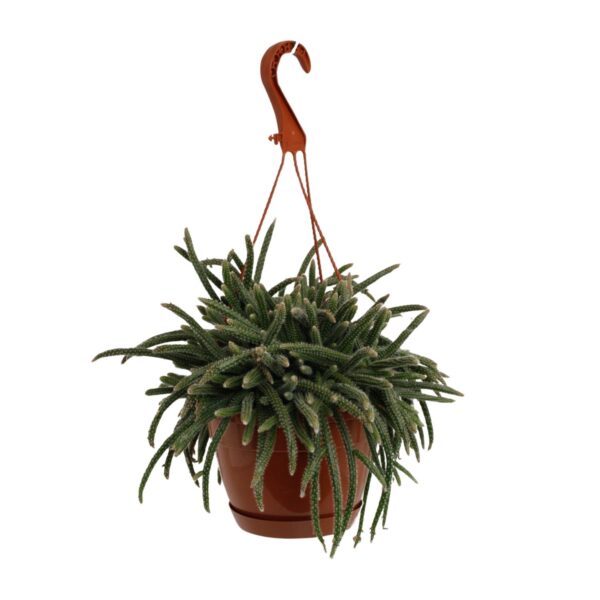thumbnail_6000-4980.jpg Rhipsalis Baccifera Horrida