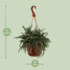 Rhipsalis Baccifera Horrida