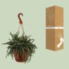 Rhipsalis Baccifera Horrida