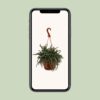 Rhipsalis Baccifera Horrida