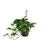 Scindapsus (Epipremnum)