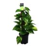 Scindapsus (Epipremnum)