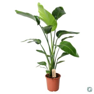 thumbnail_6000-5045.jpg Strelitzia Nicolai