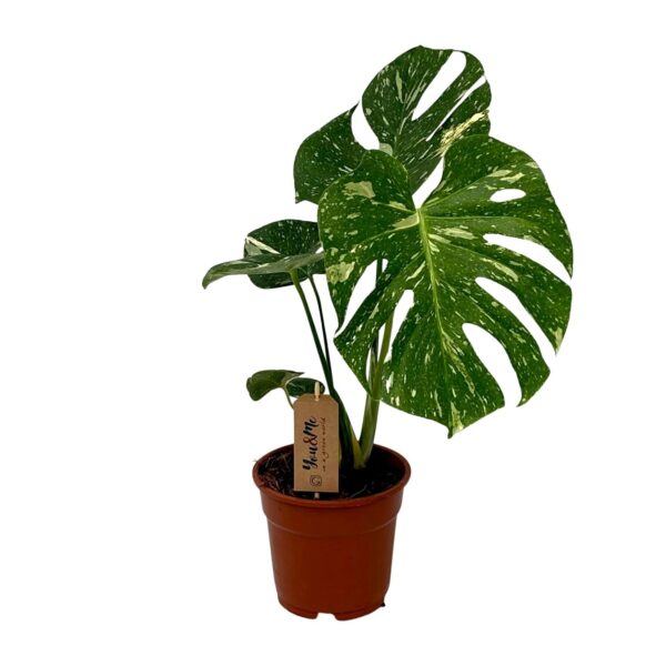 thumbnail_6000-5048.jpg Monstera Deliciosa