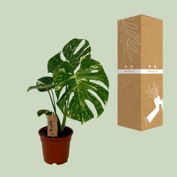 thumbnail_6000-5050.jpg Monstera Deliciosa