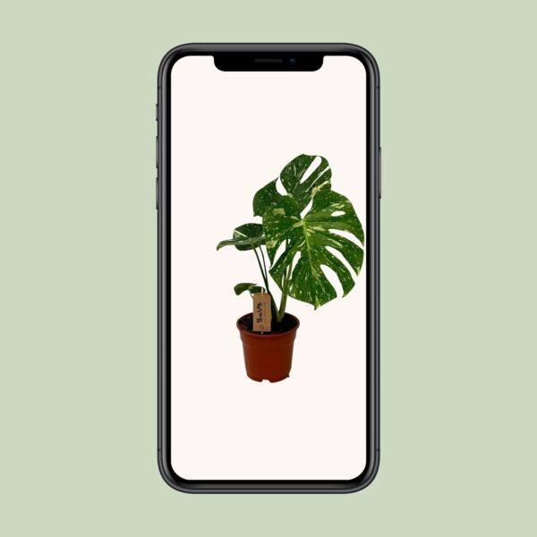 thumbnail_6000-5051.jpg Monstera Deliciosa