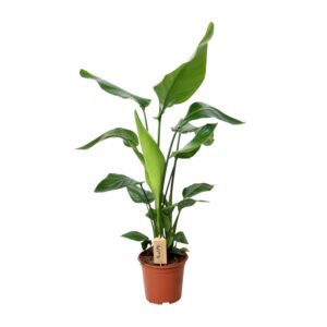 thumbnail_6000-5053.jpg Strelitzia Nicolai