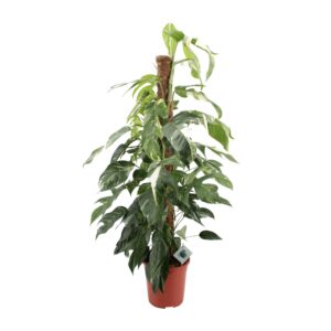 thumbnail_6000-5090.jpg Epipremnum Pinnatum Albo Variegata