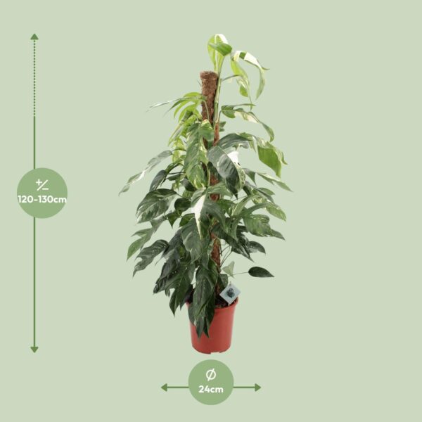 thumbnail_6000-5091.jpg Epipremnum Pinnatum Albo Variegata