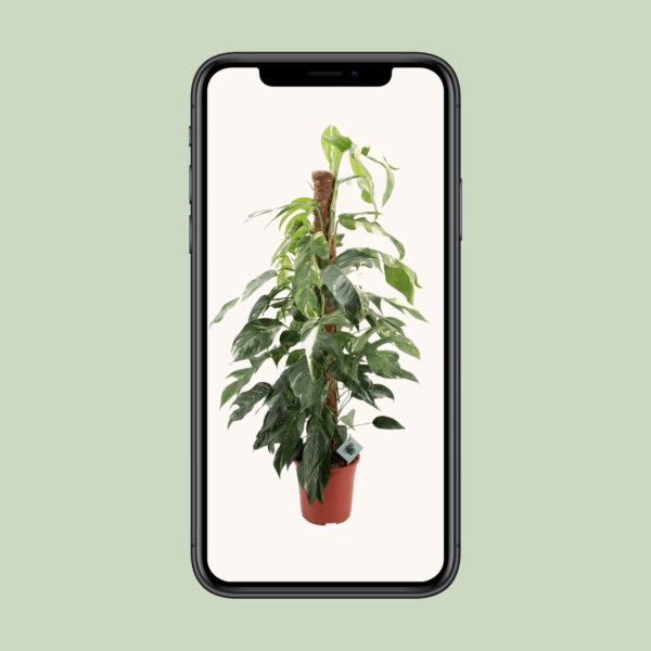 thumbnail_6000-5093.jpg Epipremnum Pinnatum Albo Variegata