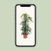 Epipremnum Pinnatum Cebu Blue