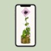 Dischidia in glazen tube