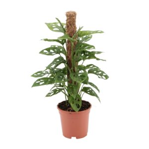 thumbnail_6000-5106.jpg Monstera monkey